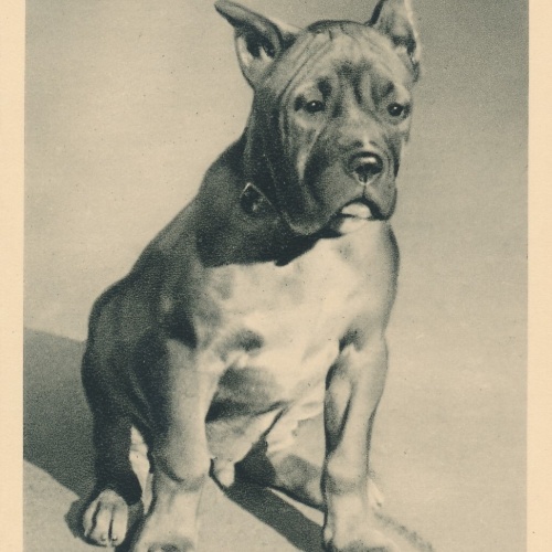 Motiv - Karte von einem Deutschen Boxer Hund Ansichtskarte (10384)