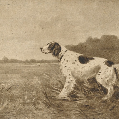 Motiv - Karte von einem Hunden Ansichtskarte (10363)