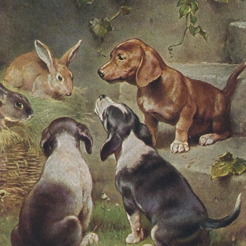 Motiv - Karte von drei Dackeln mit Hasen Ansichtskarte (10368)