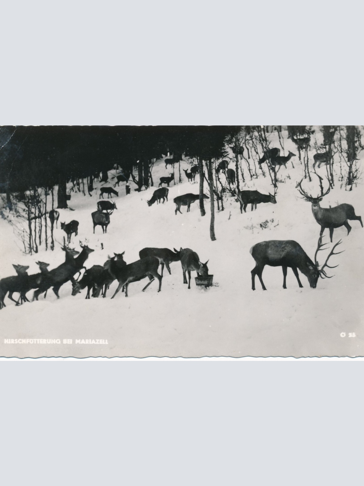 AK Hirschfütterung bei aus Maria Zell Steiermark Ansichtskarte (14417)