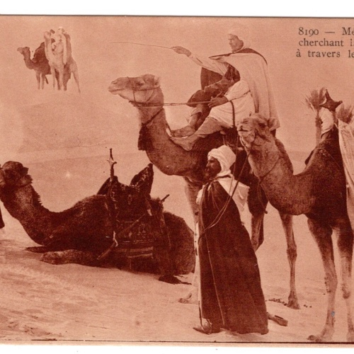 AK, Meharistes cherchant la piste a travers les Dunes, Ansichtskarte (S6601)