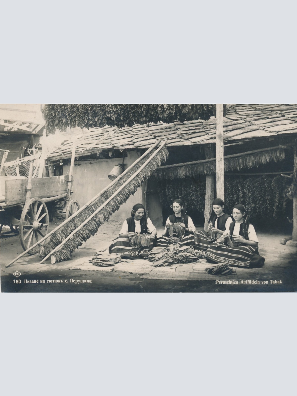 AK Peruschitza Auffädeln von Tabak Ansichtskarte (16929)