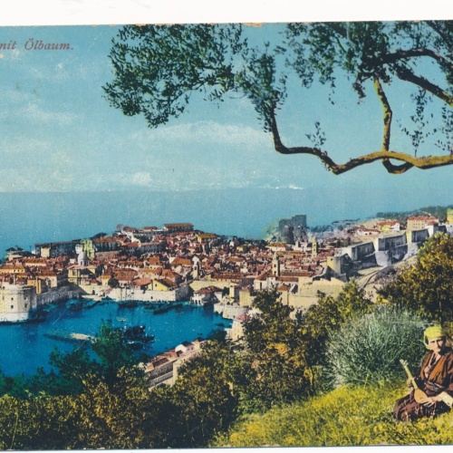 AK aus Ragusa mit Ölbaum Kroatien Ansichtskarte (18078)