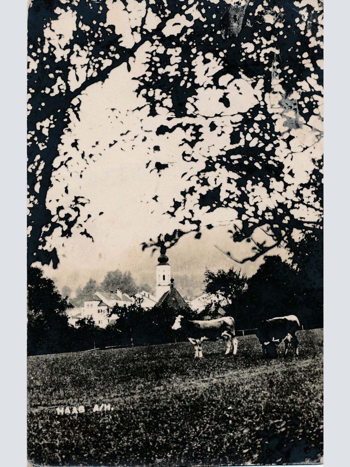 AK aus Haas mit Kühen Oberösterreich Ansichtskarte (18515)