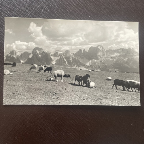 Gruppo del Catinaccio - Schafe 400753 DN