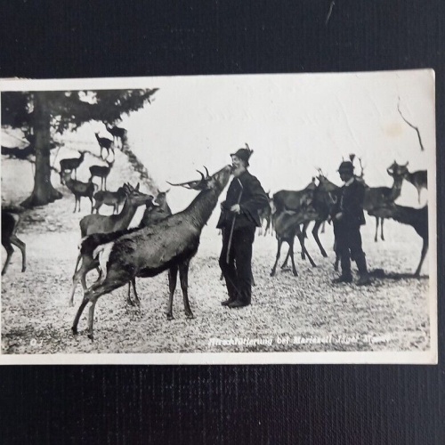 Hirschfütterung Bei Mariazell Jäger 5326 Ga