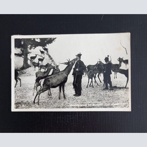 Hirschfütterung Bei Mariazell Jäger 5326 Ga