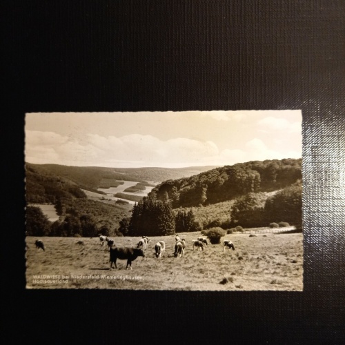 Waldwiese bei Niedersfeld Wiemeringhausen 400328 gr F