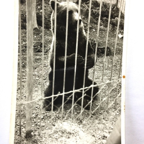 Bär im Zoo-Gehege - Künstlerkarte 30091 TH