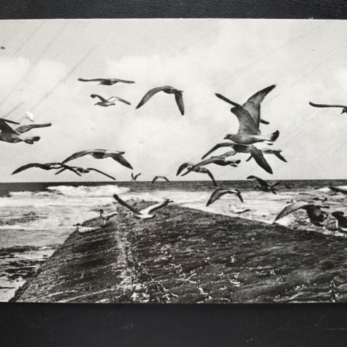 Nordseeheilbad Norderney - An der Buhne - Seevögel 180145 TH