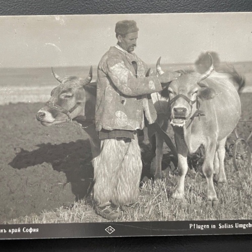 Pflugen Sofia Umgebung Ochse Kuh Bauer Feld Tracht Farm Bulgarien 600101A TH D