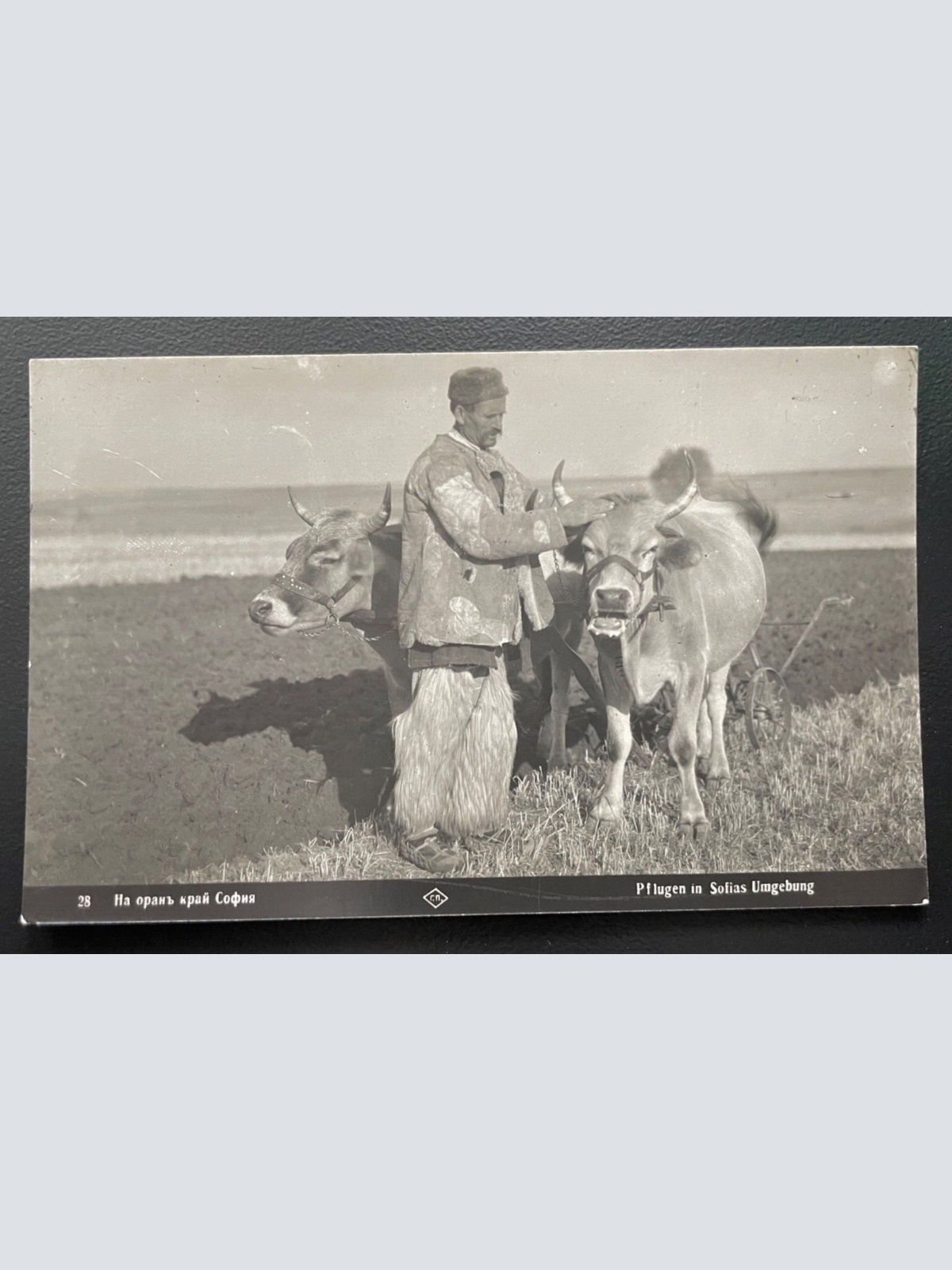 Pflugen Sofia Umgebung Ochse Kuh Bauer Feld Tracht Farm Bulgarien 600101A TH D