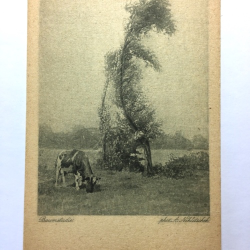 Baumstudie (A. Niklitschek) - Kuh auf Wiese bei Baum - Künstlerkarte 50015 TH D